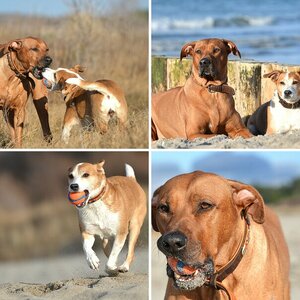 Hunde 2014-Nr.1