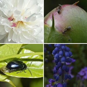 Makro Natur