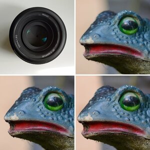 Testfrosch