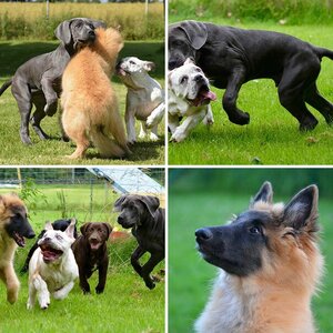 hunde