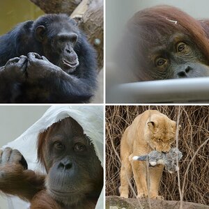Zoo