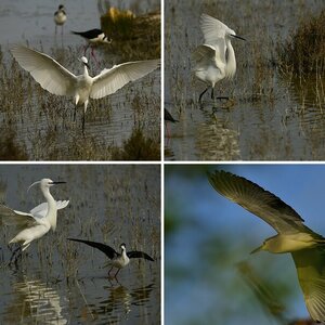 S`Albufera-Mallorca