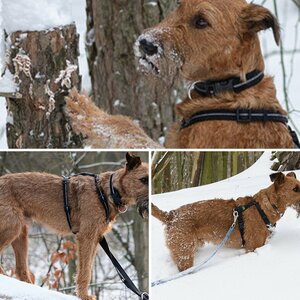 Winterhund Lenny