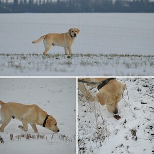 Larry, der Labrador