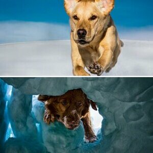 Lawinensuchhunde