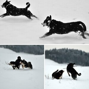 Schneehunde
