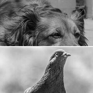 Tiere