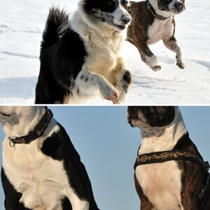 Hunde