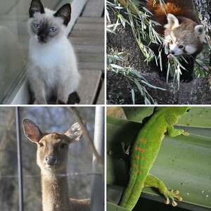 Tierisch