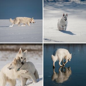 SnowDogs