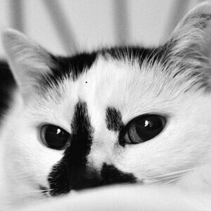Katze