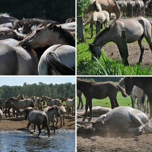 gisbaerts Bilder