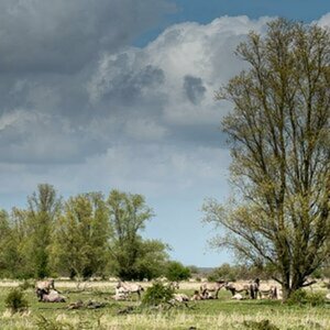 Natur
