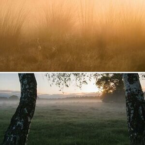 Westruper Heide