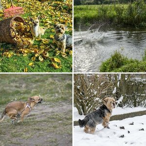HundeArtig