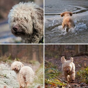 Spanischer Wasserhund "Emma"