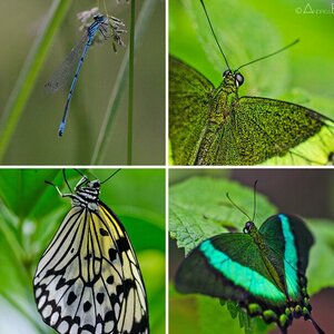 Makro Tiere