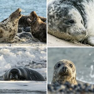 Kegelrobben auf Helgoland