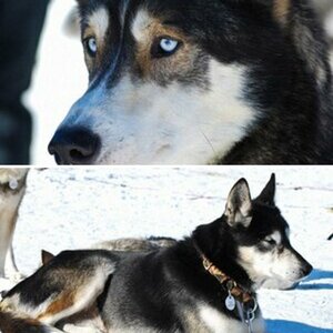 Winterhunde
