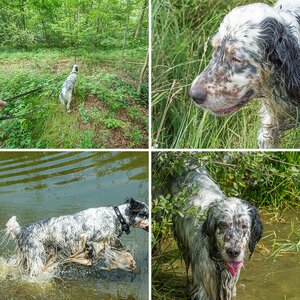 Hundstage