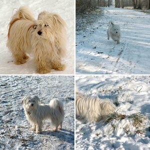 Mein Hund im Schnee