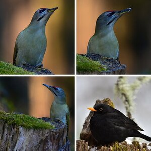 Vögel 2017-2