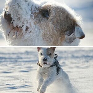 Winterhunde