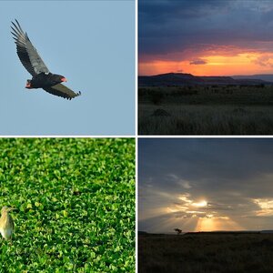 Masai Mara Teil 4: Vögel und Landschaft