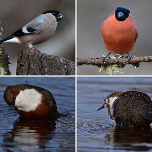 Vögel 2017-3
