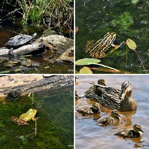 Tiere gemischt