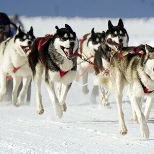 Winterhunde