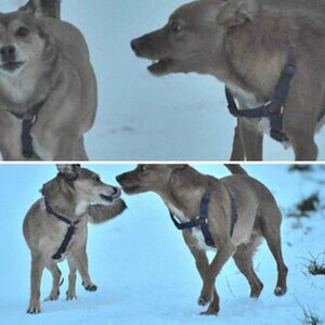 Winter Hunde