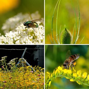 Wildblumen Makros