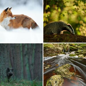Ein wenig Wildlife
