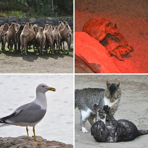 Tiere