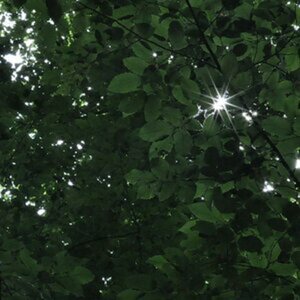 daystars