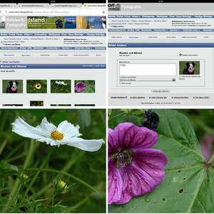 Blumen und Bäume