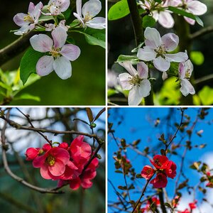 Blüten
