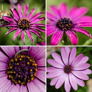 Blumen