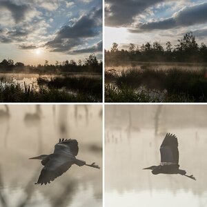 Schwenninger Moos