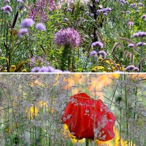 Blumen