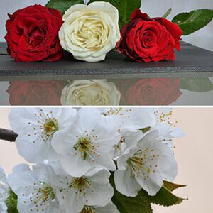 Blüte