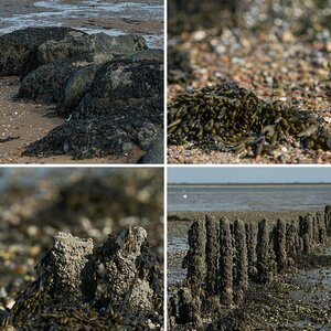 Amrum