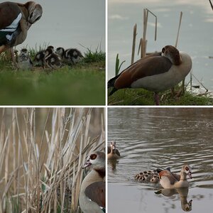 Nachwuchs bei den Enten