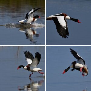 Albufera-2017-2