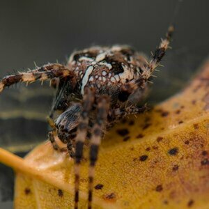 Insekten