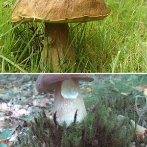 Pilze