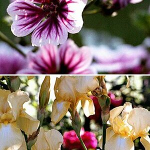 Blumenporträts