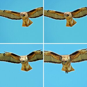 Vögel USA 2014