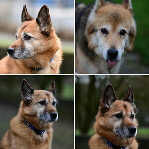 Hunde
